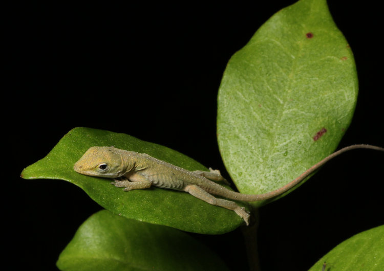 newborn Carolina anole Anolis carolinensis snoozing on star jasmine Trachelospermum jasminoides leaf