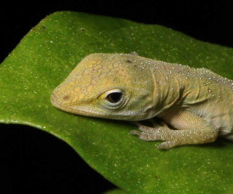close crop of newborn Carolina anole Anolis carolinensis snoozing on star jasmine Trachelospermum jasminoides leaf, showing evidence of author's misting
