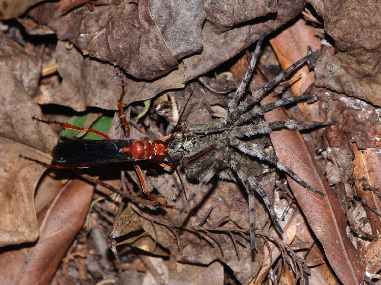 rusty spider wasp Tachypompilus ferrugineus ferrugineus dragging off paralyzed dark fishing spider Dolomedes tenebrosus backwards