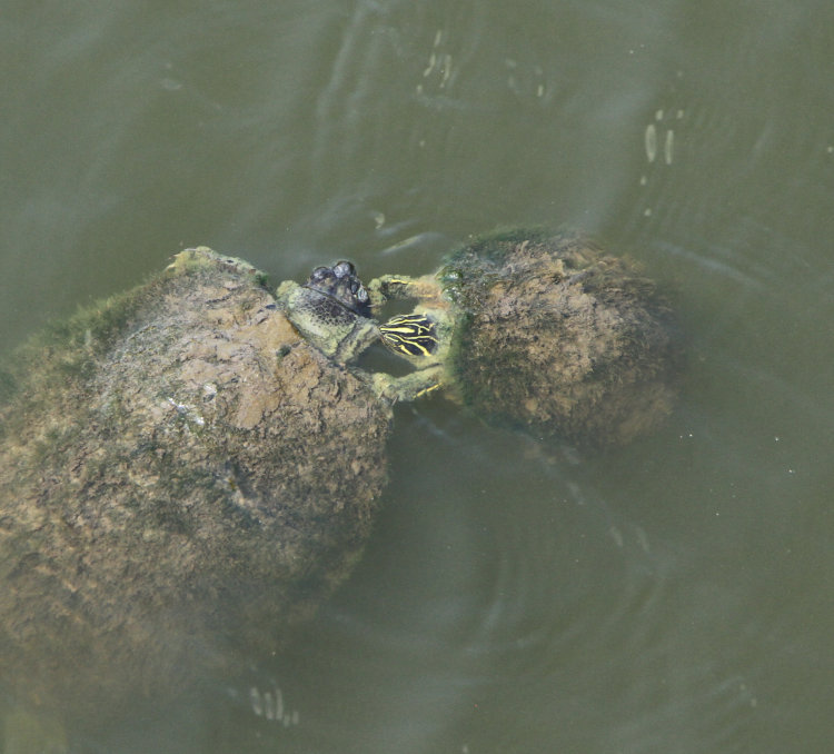 medium-sized brightly-colored yellow-bellied slider Trachemys scripta scripta biting the neck of a larger specimen, under the boardwalk on the waterfont