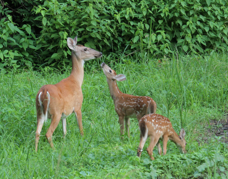 adult female white-tailed deer Odocoileus virginianus with her two unconcerned adolescent fawns
