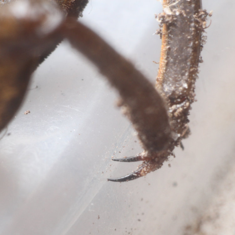 close up of grasping claws on legs of giant water bug Lethocerus americanus