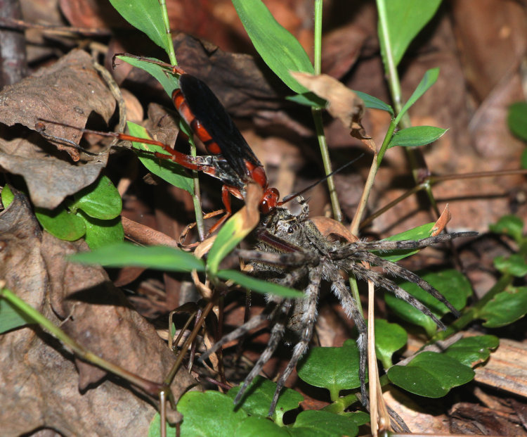 rusty spider wasp Tachypompilus ferrugineus ferrugineus dragging off paralyzed dark fishing spider Dolomedes tenebrosus
