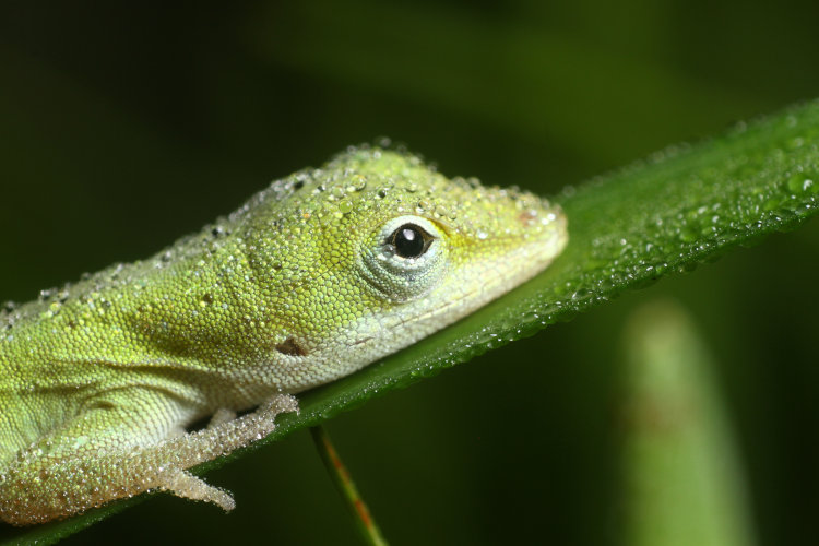 dew-covered newborn Carolina anole Anolis carolinensis now awake on blade of liriope