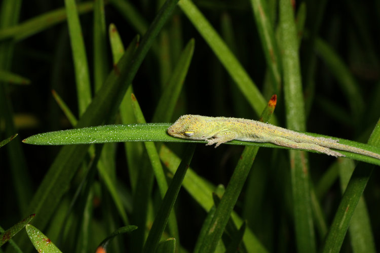 dew-covered newborn Carolina anole Anolis carolinensis sleeping on liriope blade