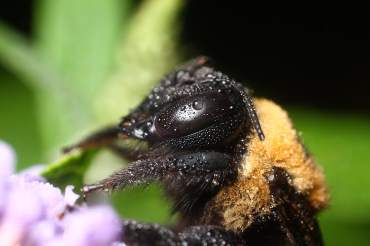 dew-covered eastern carpenter bee Xylocopa virginica snoozing on blossoms of butterfly bush Buddleja davidii