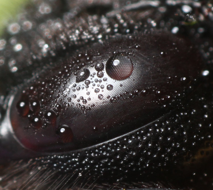 closeup of dew-covered eye of eastern carpenter bee Xylocopa virginica