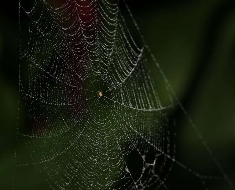 tiny spider web delineated by mist