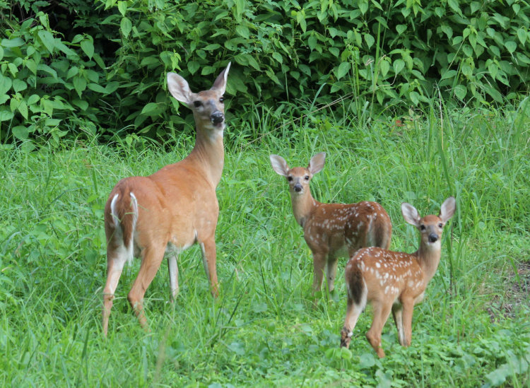 adult female white-tailed deer Odocoileus virginianus and her two adolescent fawns looking into camera