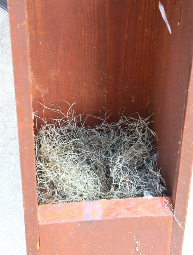 thick mass of Spanish moss in bottom of wood duck nest box as bedding