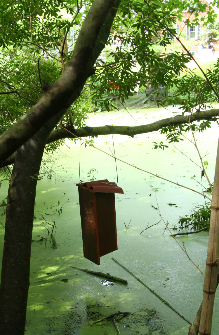 other view of reinstated wood duck nest box