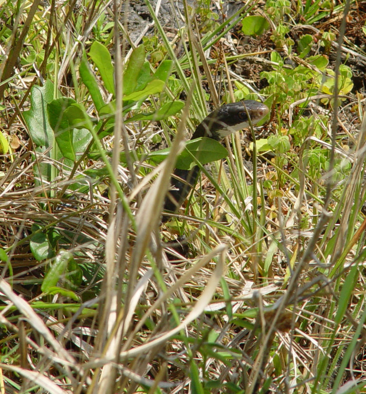 eastern racer Coluber constrictor raising its head above grass in Florida