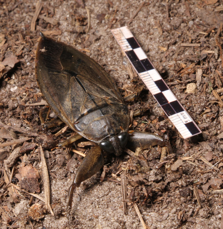 giant water bug Lethocerus americanus alongside paper millimeter scale