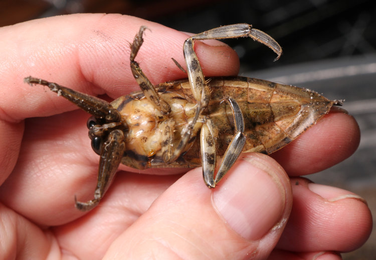 underside of giant water bug Lethocerus americanus in author's grasp