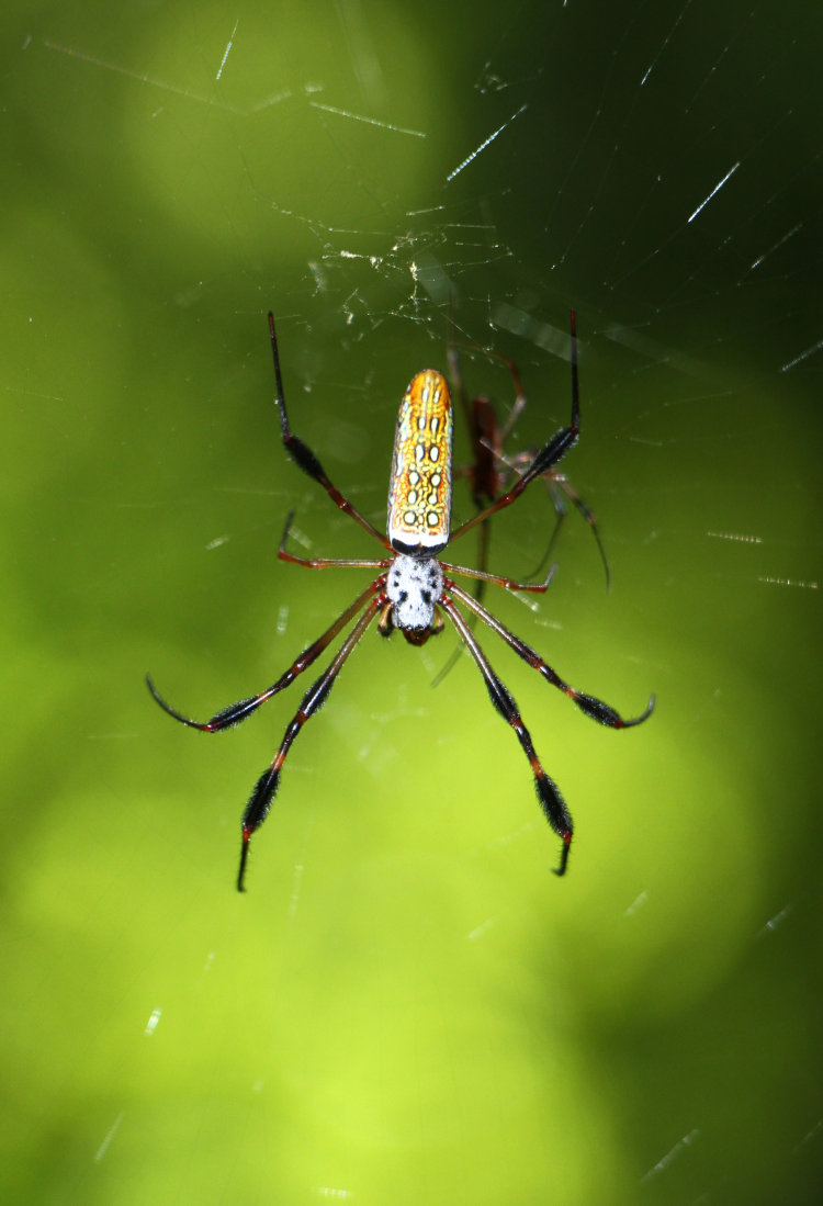 mid-sized female golden silk orbweaver Trichonephila clavipes with male suitor in web alongside