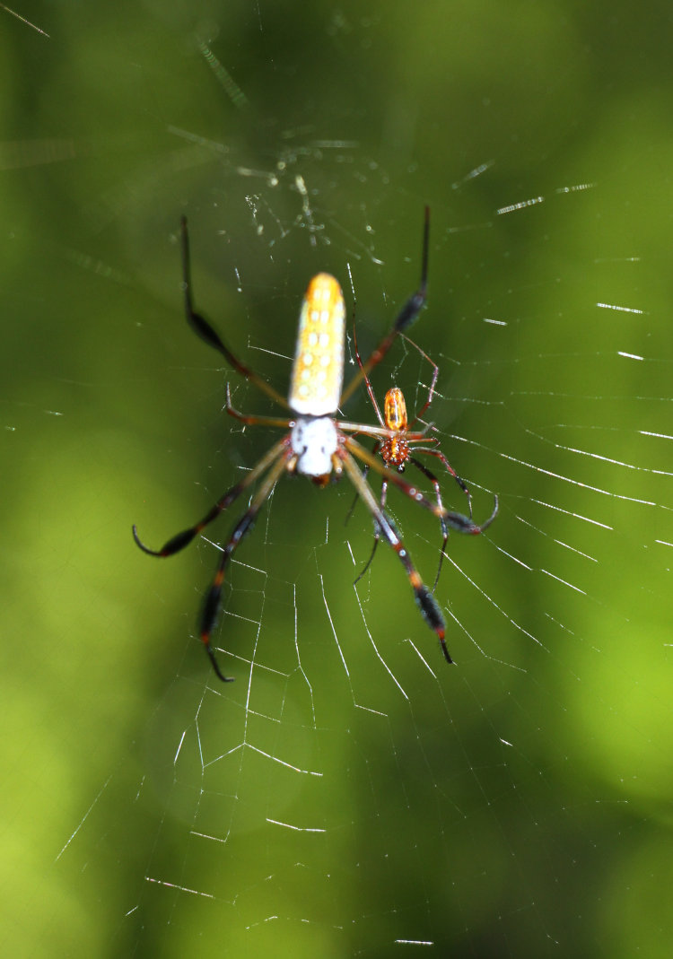 mid-sized female golden silk orbweaver Trichonephila clavipes with male suitor in web alongside
