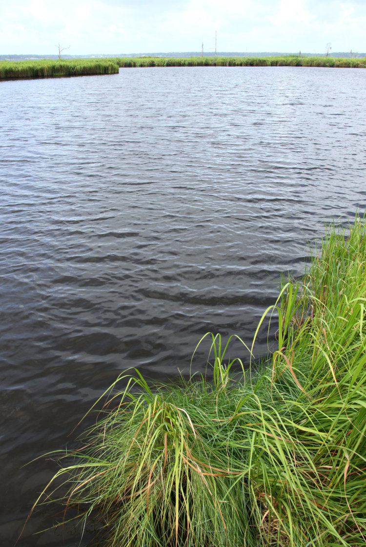 inlet off of Pamlico River in Goose Creek State Park