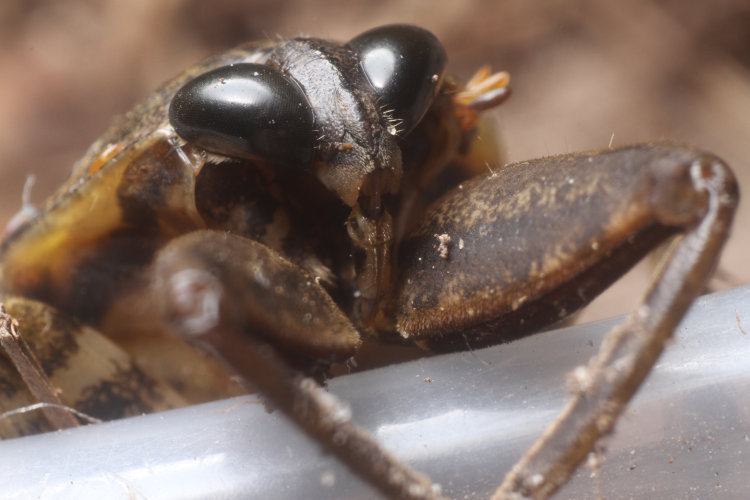 facial view of giant water bug Lethocerus americanus