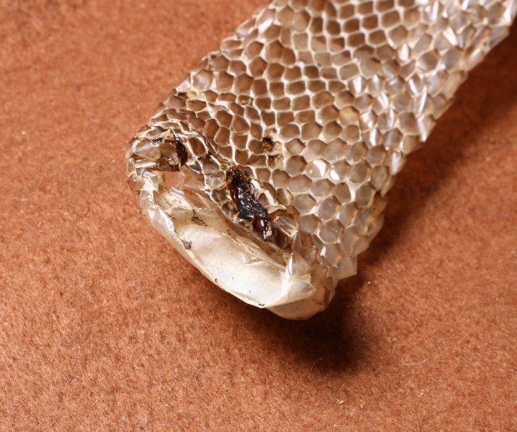 incomplete shed molted snakeskin without forebody