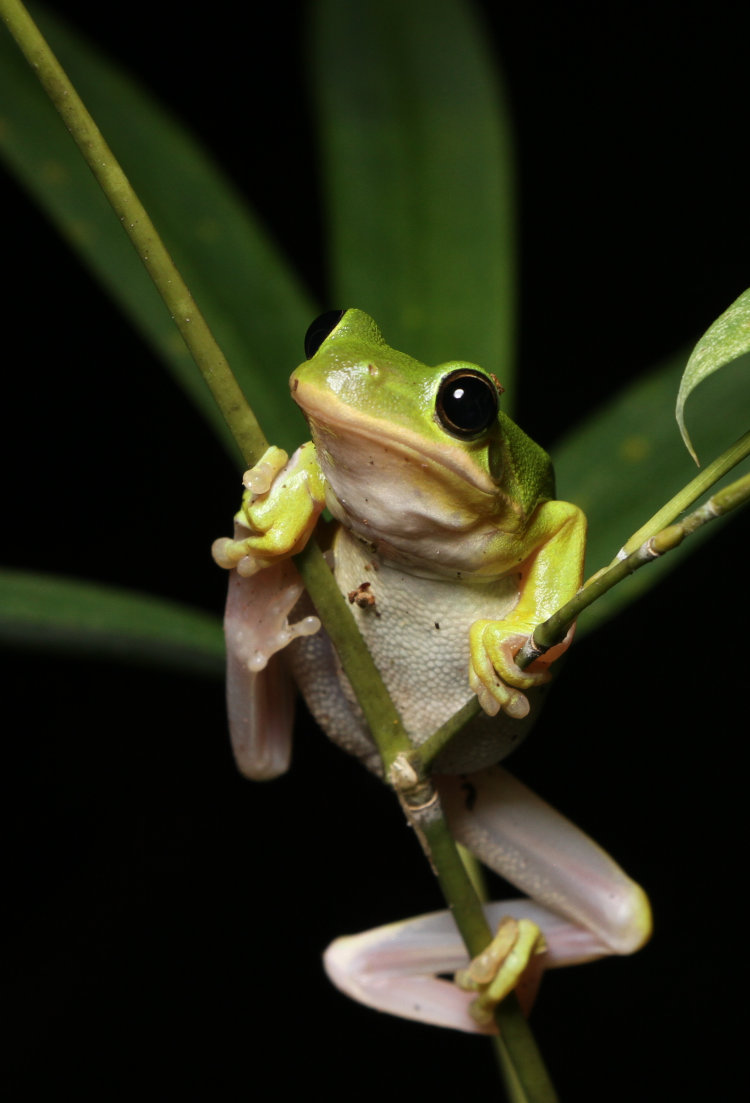 green treefrog Dryophytes cinereus in awkward pose on bamboo