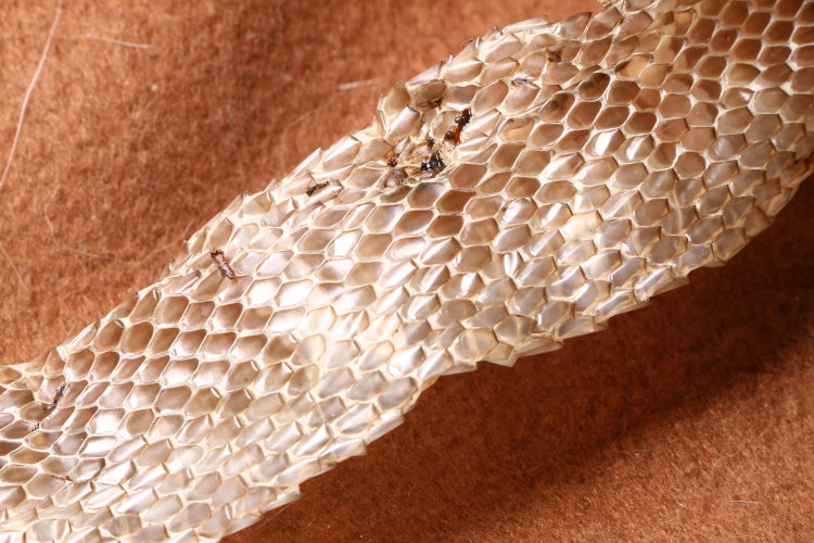 shed molted snakeskin showing keelless scales