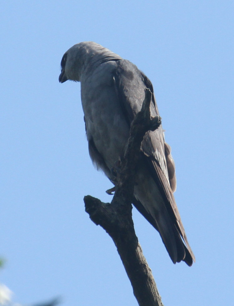 Mississippi kite  Ictinia mississippiensis calling from perch on dead tree