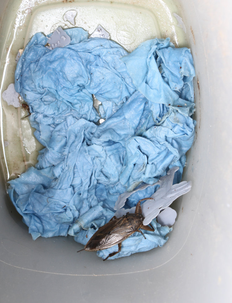 giant water bug Lethocerus americanus in bottom of trash can outside Walkabout Studios
