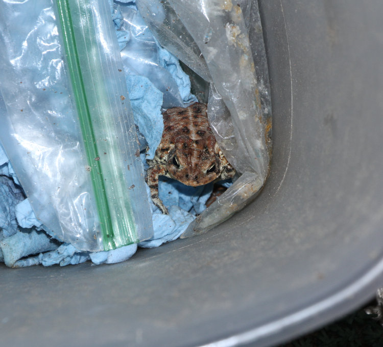 southern toad Anaxyrus terrestris trapped in bottom of trash can 'Magic Bucket of Variety'