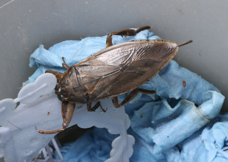 close dorsal view of giant water bug Lethocerus americanus in trash can outside Walkabout Studios