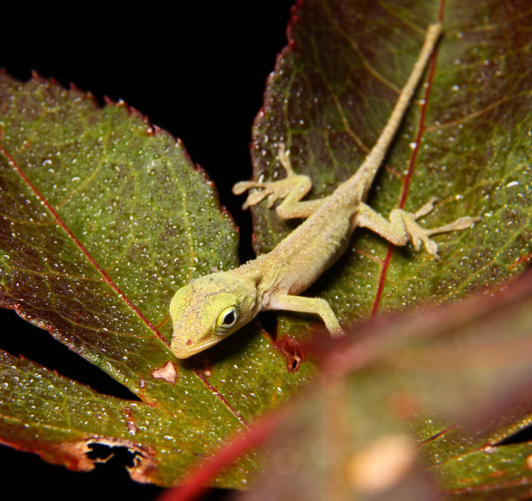 newborn Carolina anole Anolis carolinensis on Japanese maple leaf at night