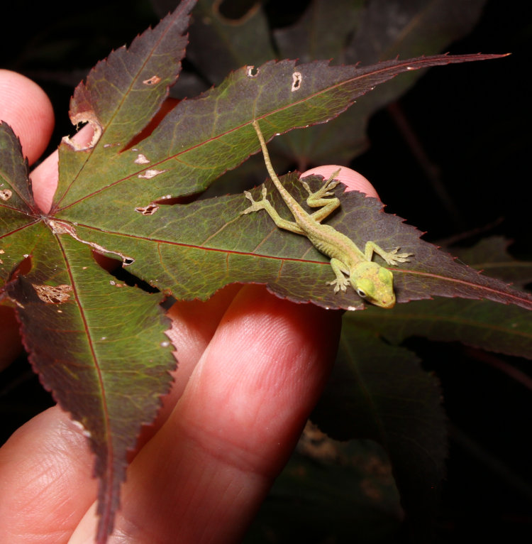 newborn Carolina anole Anolis carolinensis on Japanese maple leaf with author's fingers behind for scale