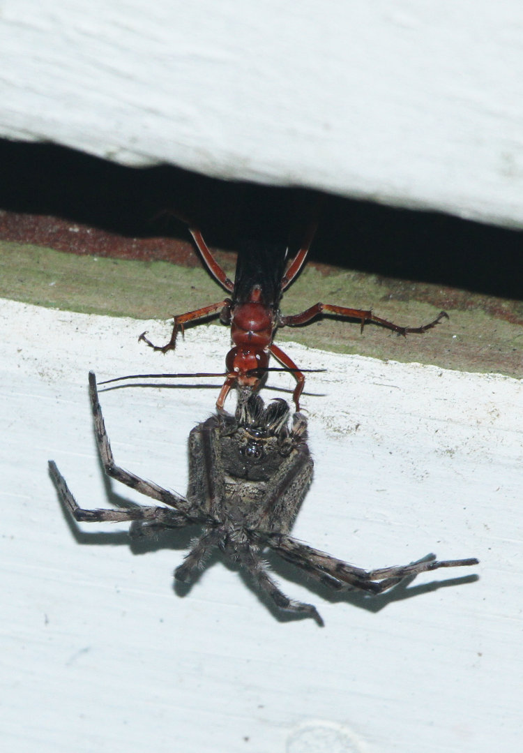 rusty spider wasp Tachypompilus ferrugineus ferrugineus dragging paralyzed dark fishing spider Dolomedes tenebrosus vertically up house molding