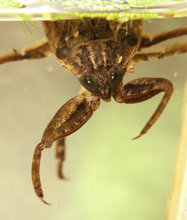 giant water bug Lethocerus americanus in ready to feed pose under water