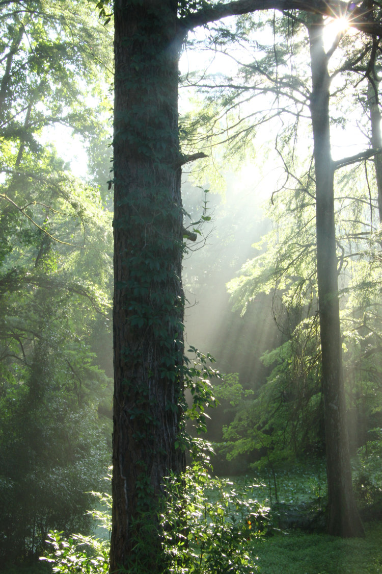 sunbeams coming through humid hazy air over end of pond