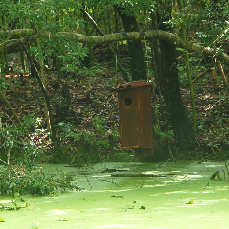 wood duck nest box reinstated hanging over pond