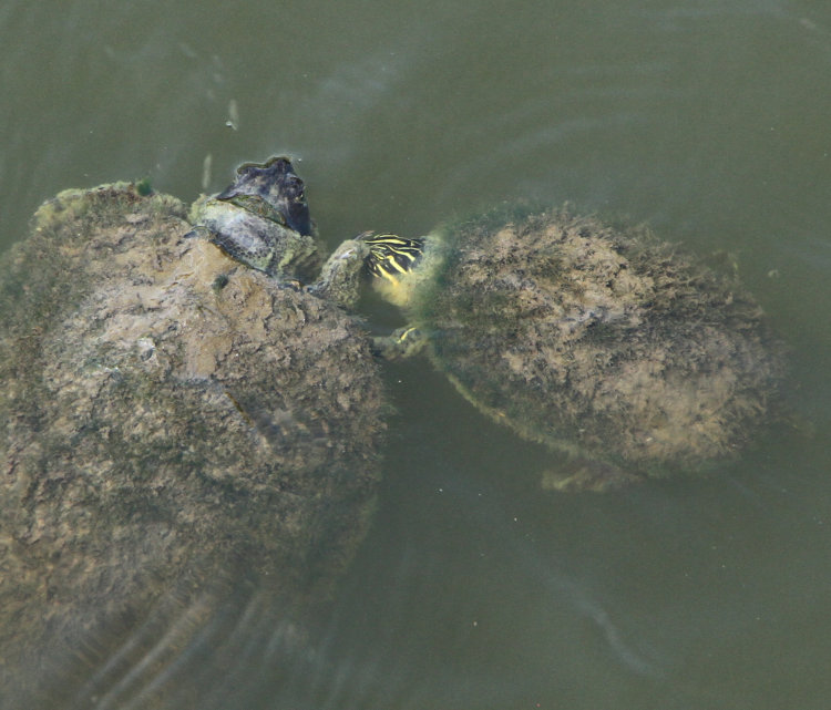 medium-sized brightly-colored yellow-bellied slider Trachemys scripta scripta getting palmed by a larger specimen, under the boardwalk on the waterfont