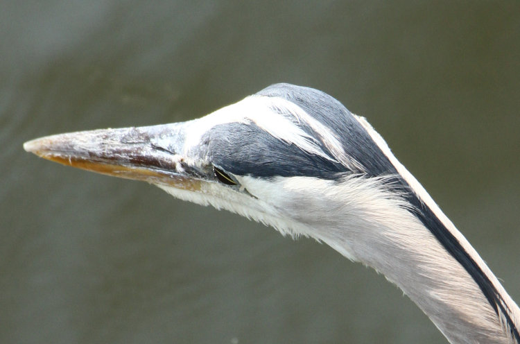 top-down viw of head of great blue heron Ardea herodias herodias from boardwalk on waterfront