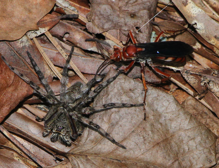 rusty spider wasp Tachypompilus ferrugineus ferrugineus returning to paralyzed dark fishing spider Dolomedes tenebrosus after being spooked away