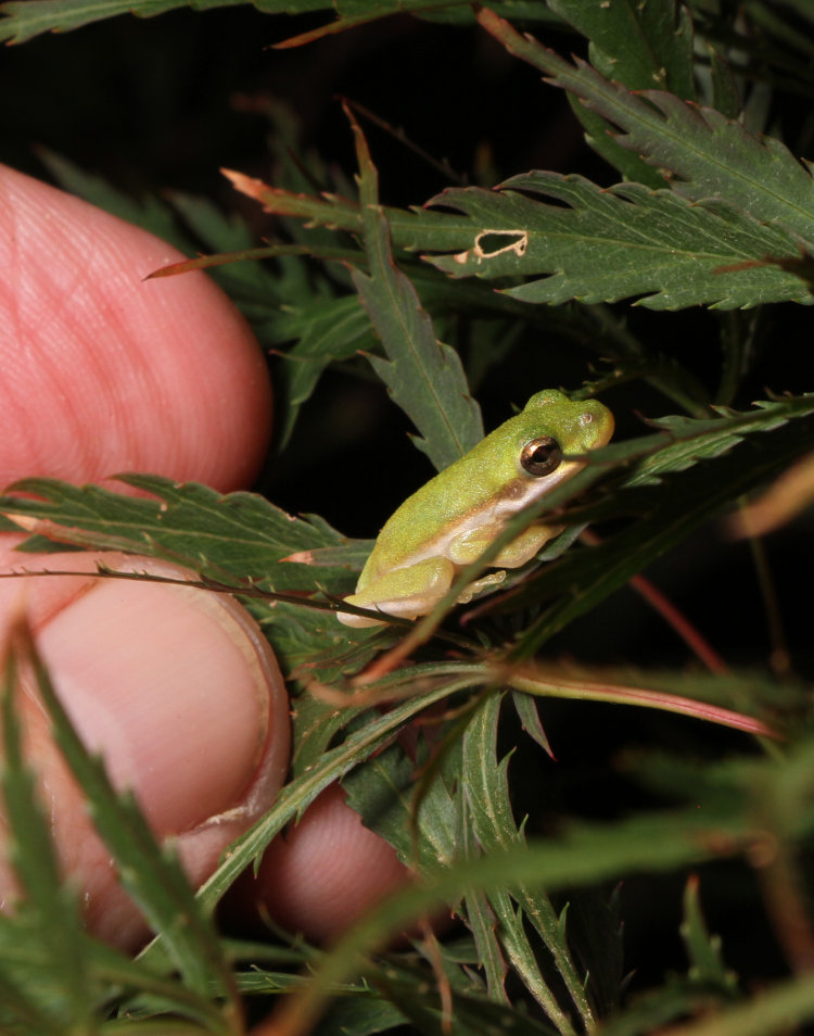 tiny juvenile green treefrog Dryophytes cinereus perched on Japanese maple leaf, with author's fingers for scale