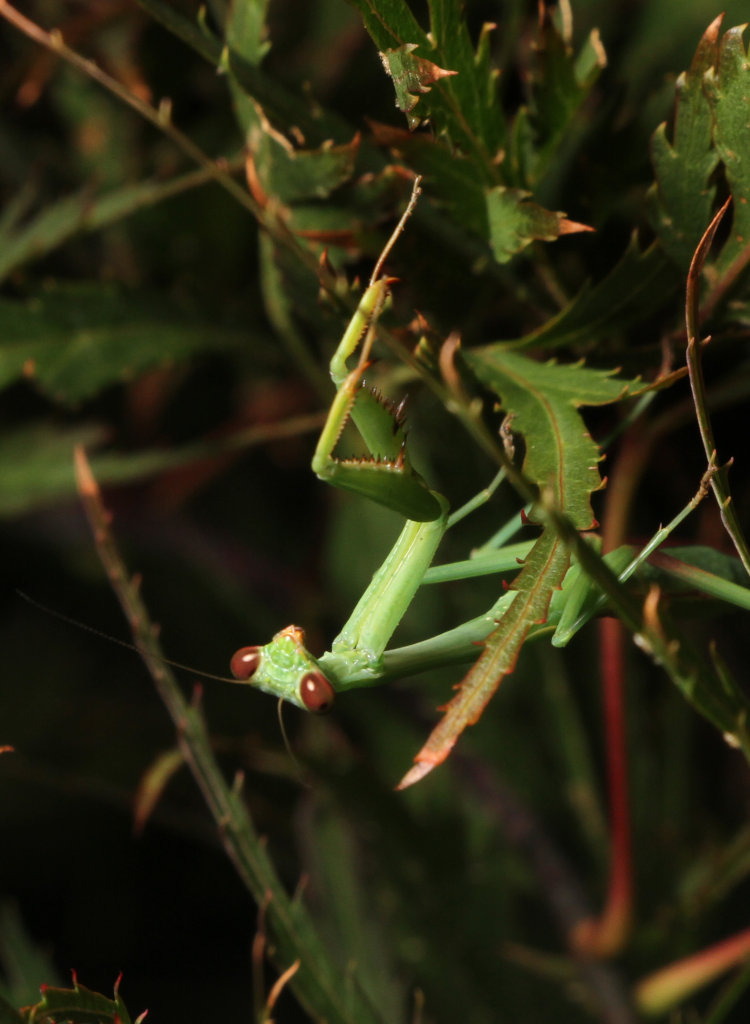 juvenile likely carolina mantis Stagmomantis carolina perched on Japanese maple leaf