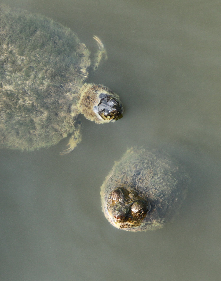 yellow-bellied slider Trachemys scripta scripta drifting alongside head of massive common snapping turtle Chelydra serpentina underneath boardwalk on waterfront