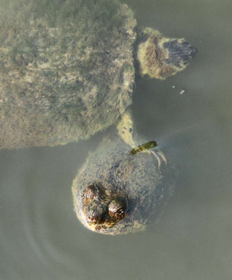 yellow-bellied slider Trachemys scripta scripta pushing off of head of massive common snapping turtle Chelydra serpentina underneath boardwalk on waterfront
