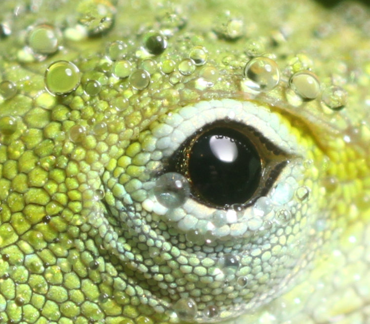 extreme closeup of eye of dew-covered newborn Carolina anole Anolis carolinensis