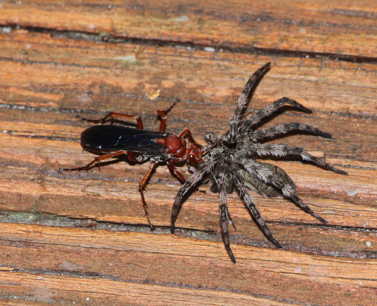rusty spider wasp Tachypompilus ferrugineus ferrugineus dragging paralyzed dark fishing spider Dolomedes tenebrosus across porch steps