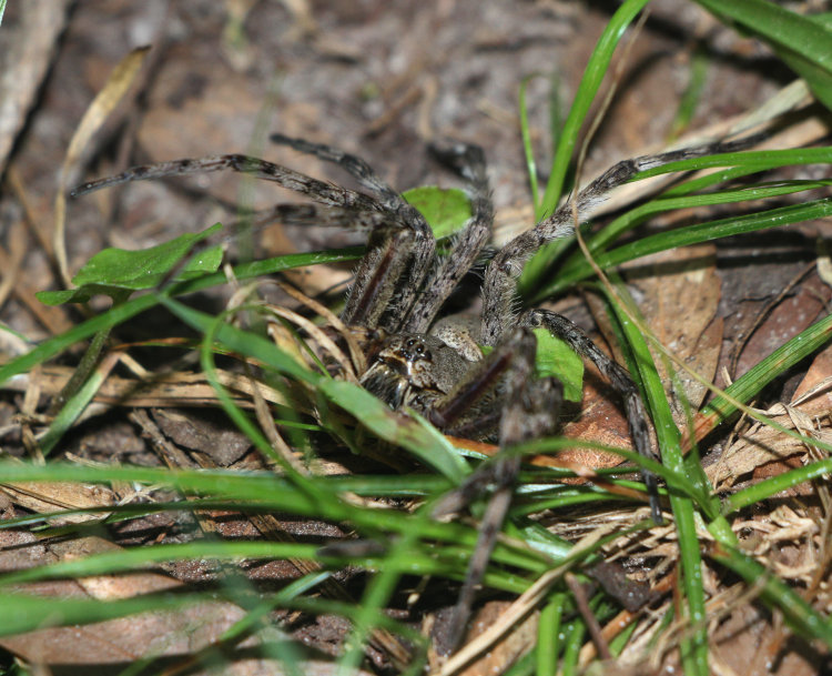 dark fishing spider Dolomedes tenebrosus paralyzed by wasp sting