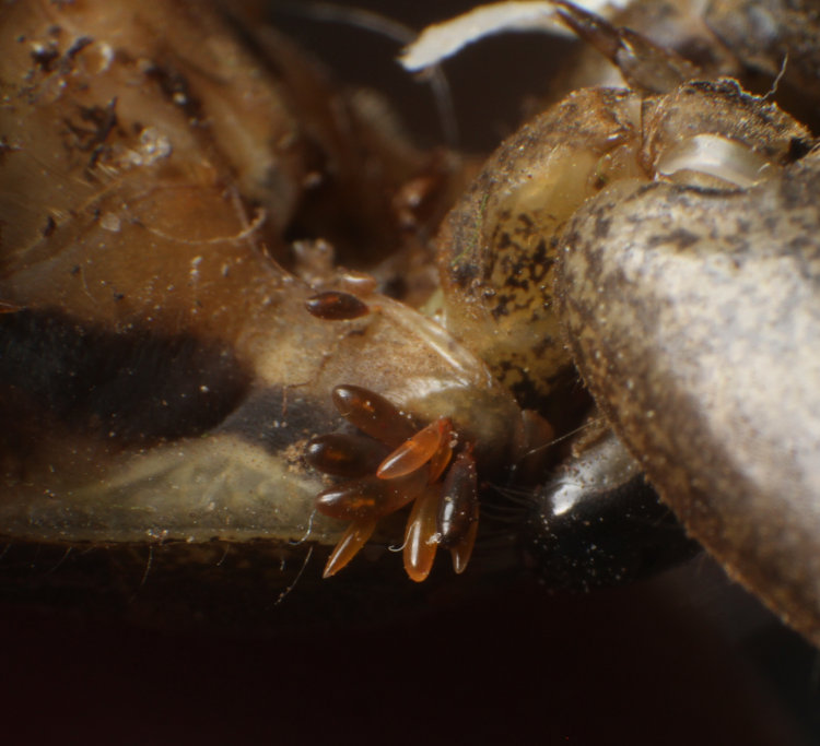 unidentified parasitic eggs attached to exoskeleton of giant water bug Lethocerus americanus