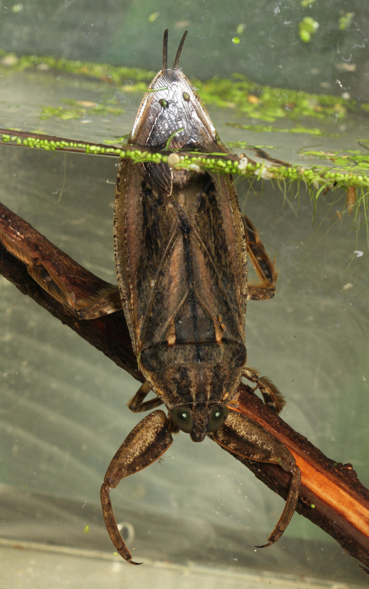 full body dorsal view of giant water bug Lethocerus americanus in water showing breathing siphon