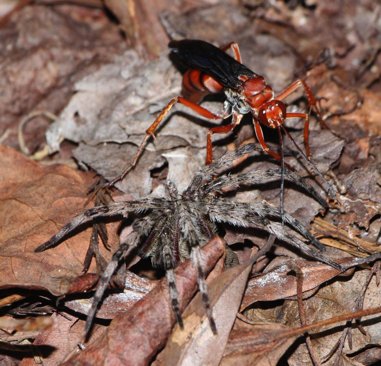 rusty spider wasp Tachypompilus ferrugineus ferrugineus examining paralyzed dark fishing spider Dolomedes tenebrosus