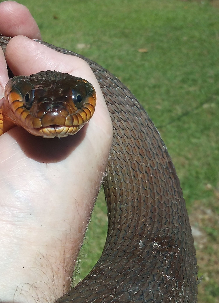 red-bellied water snake Nerodia erythrogaster held in author's hand, showing keeled dorsal scales