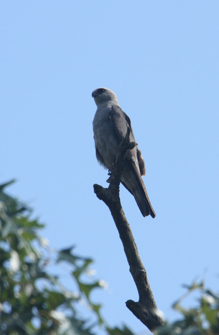 Mississippi kite Ictinia mississippiensis perched on dead tree